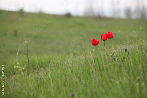 Tulips in the field at Saur-Mogila