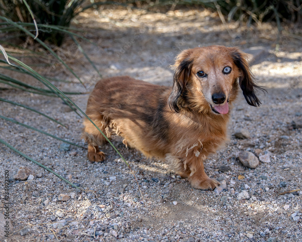 Small dachshund in garden with two color eyes