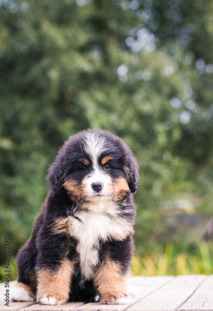 Bernese mountain dog puppy in green background.	