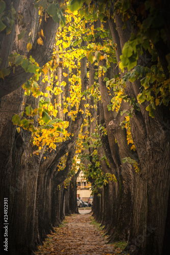 Lucca - Viale in Autunno