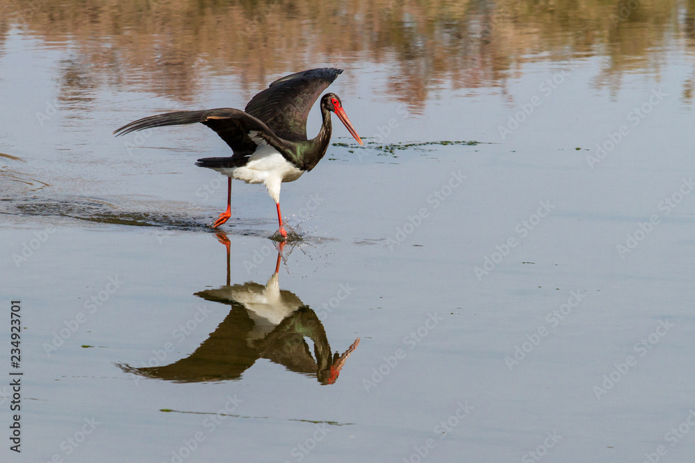 Obraz premium Black stork fishing in a river near Skala Kallonis on the island Lesbos in Greece