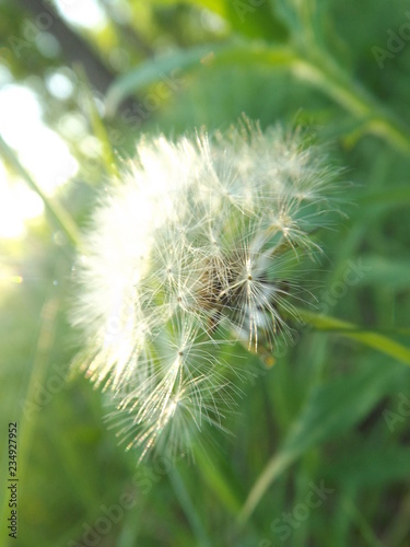 dandelion on green background