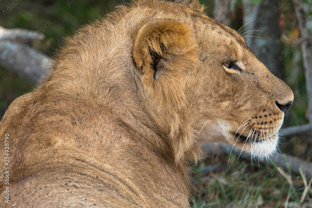 Naklejka premium Löwin, Seitenansicht
