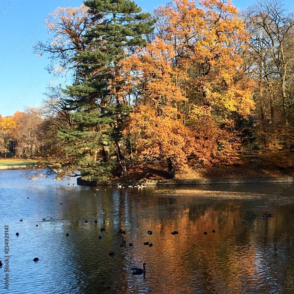 Fototapeta premium Bois de la Cambre en automne, Bruxelles