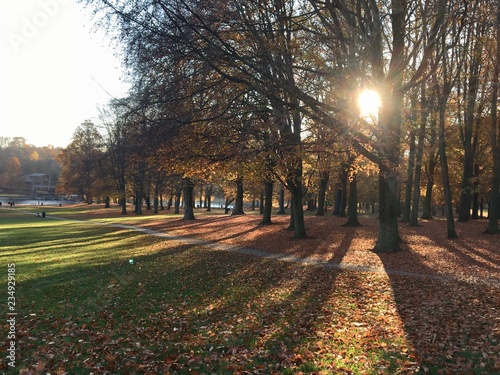 Bois de la Cambre en automne, Bruxelles 