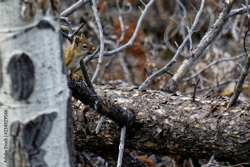 Pine Squirrel © Phil Hills