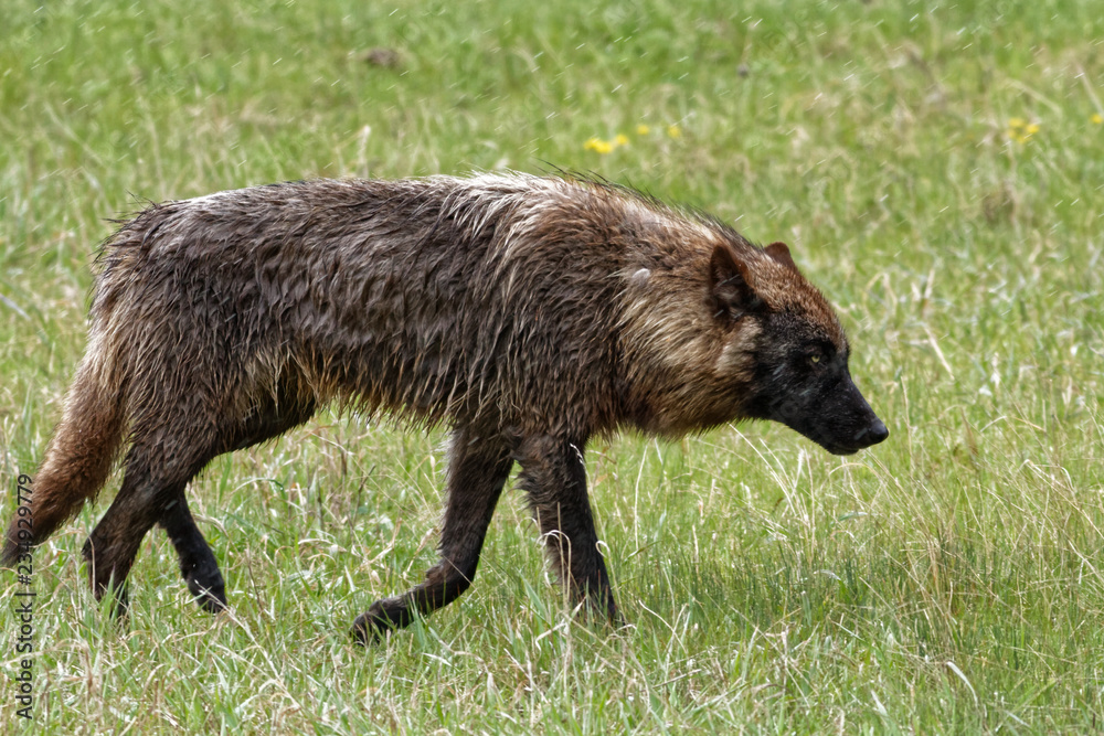 Fototapeta premium Wet Wolf