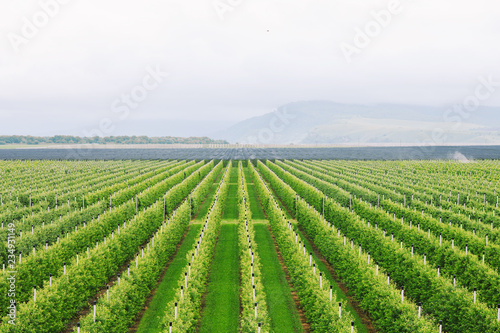 Agriculture. Rows of apple trees grow.