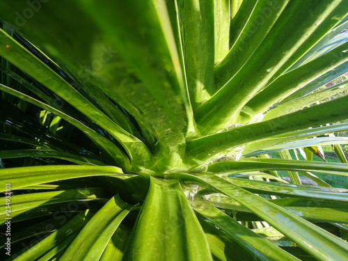 Aloe leaf and water of life