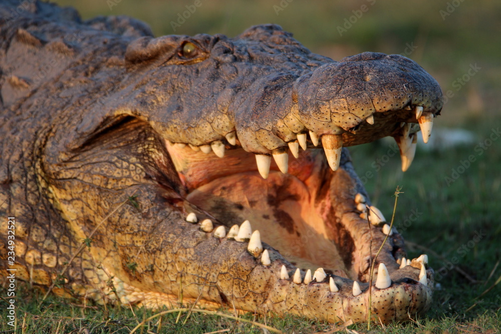 Obraz premium Krokodil am Chobe River