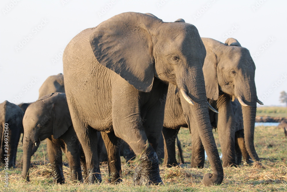 Fototapeta premium Elefant am Chobe River