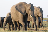 Elefant am Chobe River