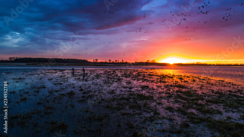 Fototapeta Naklejka Na Ścianę i Meble -  Animals on the backwaters at sunset