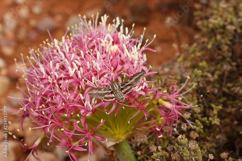 Striped Hawk Moth drinking nectar at the Boophone disticha flowers.