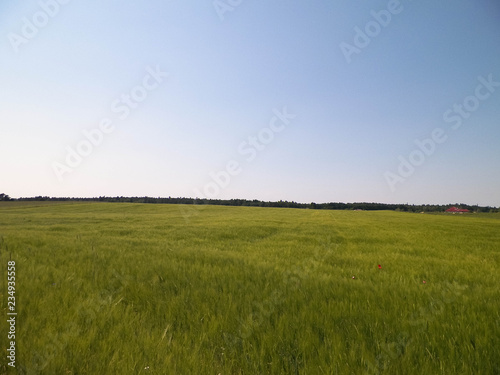 Green field in Kashubian village.