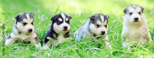 Siberian husky puppies on green grass.