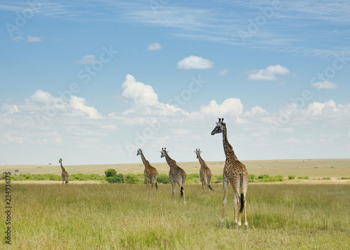 Photography giraffes