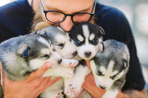 Puppies Siberian Husky. Litter dogs in the hands of the breeder. Little puppies.