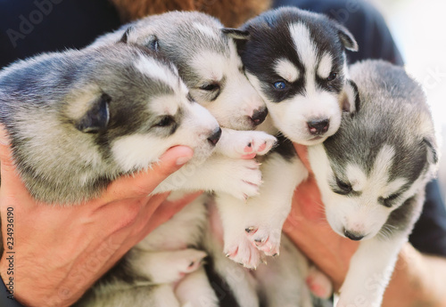 Puppies Siberian Husky. Litter dogs in the hands of the breeder. Little puppies.
