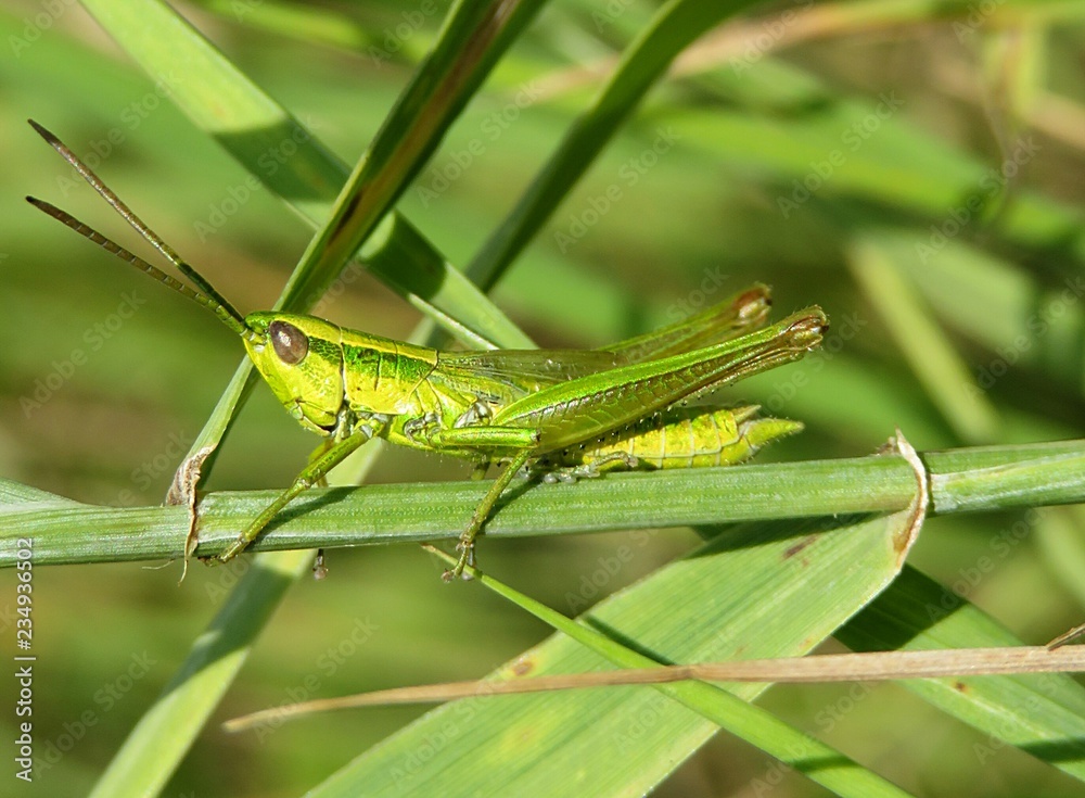 Green grasshopper on grass in the meadow, closeup Green grasshopper on grass in the meadow, closeup