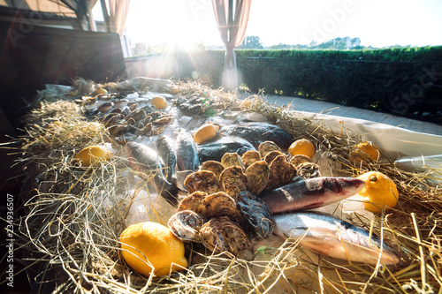 Oysters and other seafood on ice. photo