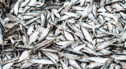 Fish sprats at the fish market. Fresh organic fish.