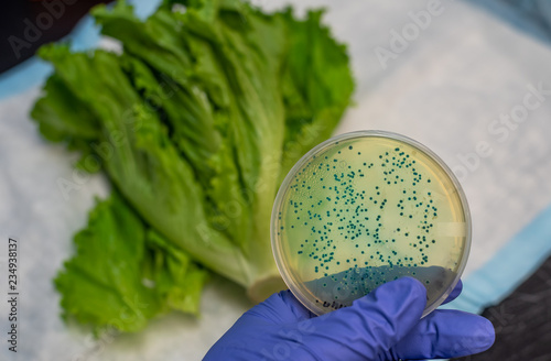 Vászonkép E coli isolated and cultured in a plate holding in hand against romaine lettuce