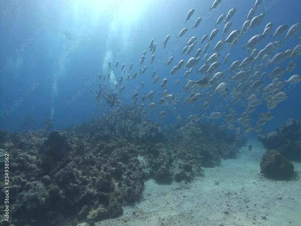 school of silver fish and divers school of silver fish and divers
