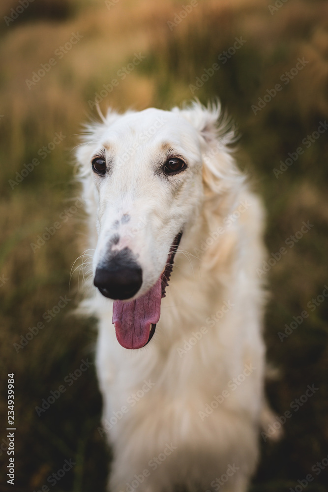 Close-up Portrait of happy and beautiful russian borzoi dog in the field Close-up Portrait of happy and beautiful russian borzoi dog in the field