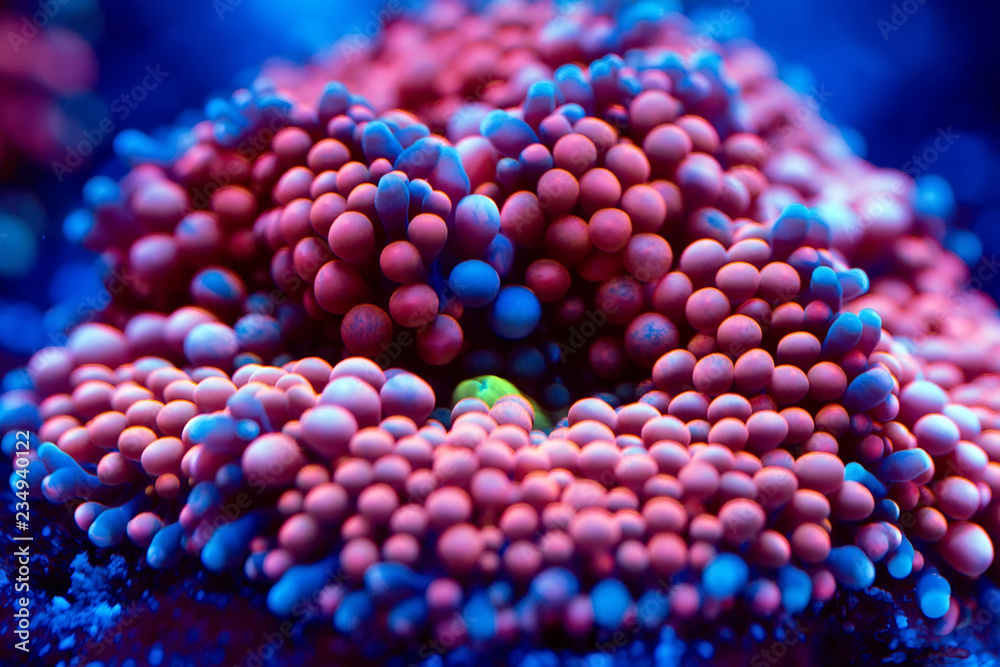 Anemones. Corals in a marine aquarium. Anemones. Corals in a marine aquarium.
