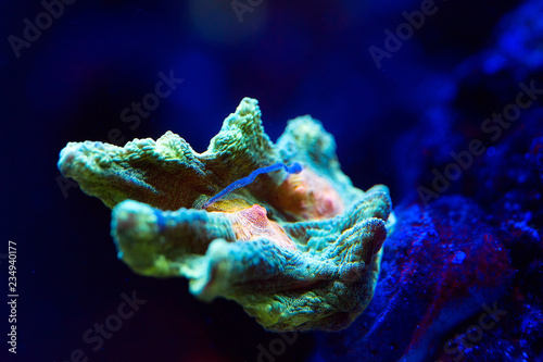 Corals in a marine aquarium. photo