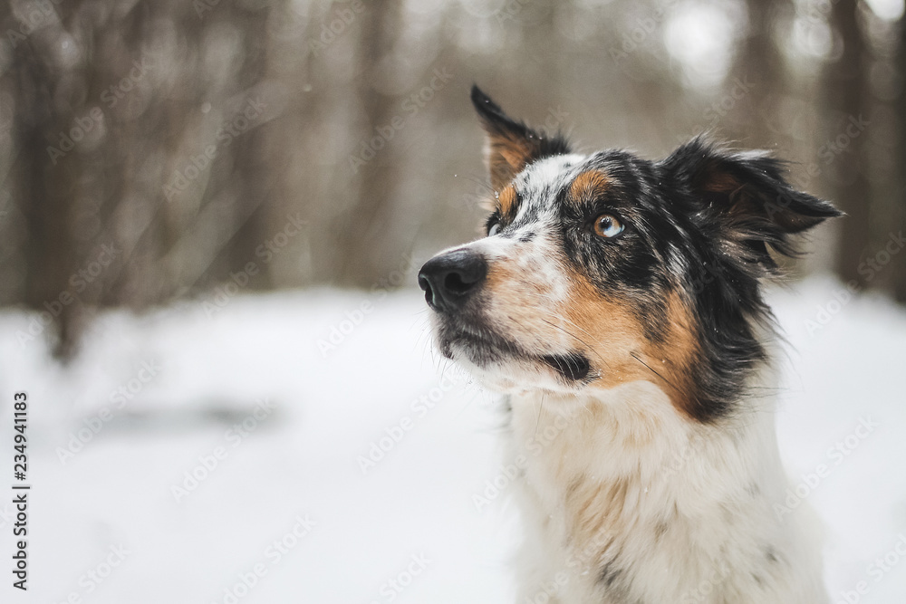 Border collie outside in the forest at winter. Dog in snow.