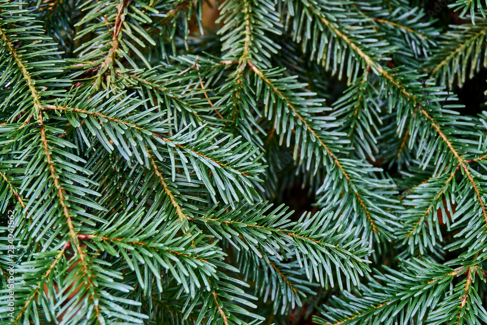 Green needles on the Caucasian fir branches (Abies nordmanniána). Closeup of branches with needles. Daylight. Natural texture for design
