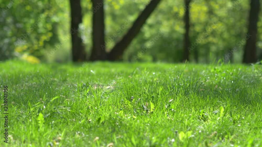 Grassy background in sunshine time lapse video in 4k Grassy background in sunshine time lapse video in 4k