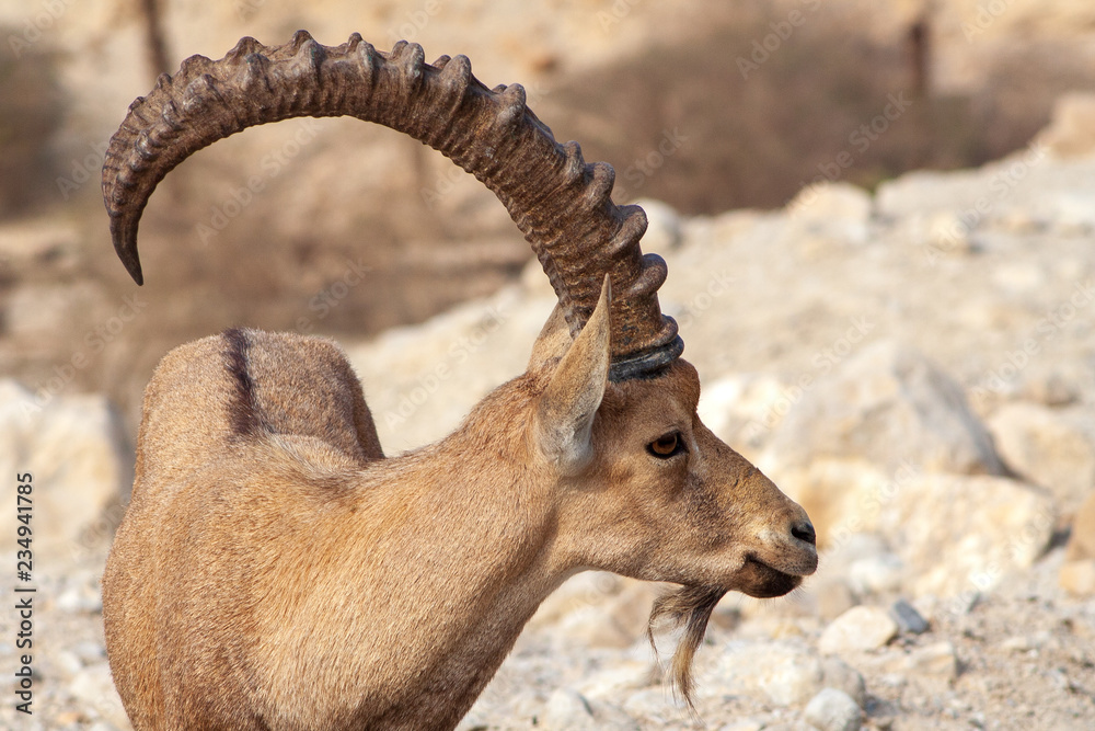 Nubian ibex in Ein Gedi at the Dead Sea. Israel