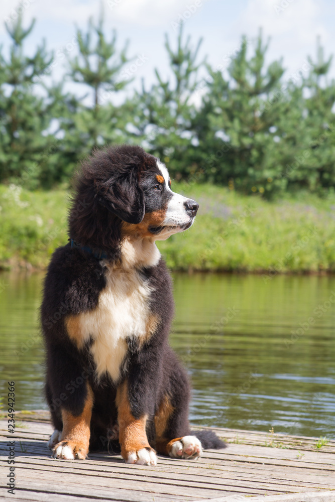 Bernese mountain dog puppy in kennel. Cute puppy posing outside. Bernese mountain dog puppy in kennel. Cute puppy posing outside.