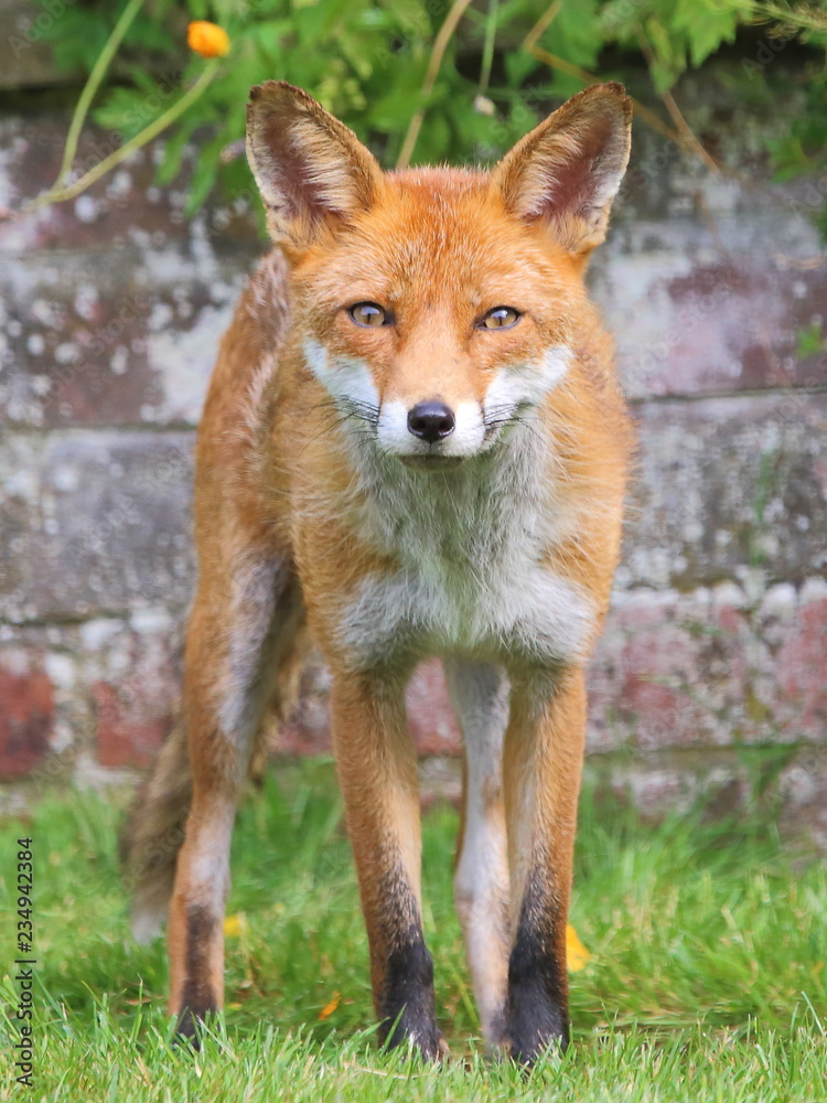 Obraz premium Fox portrait