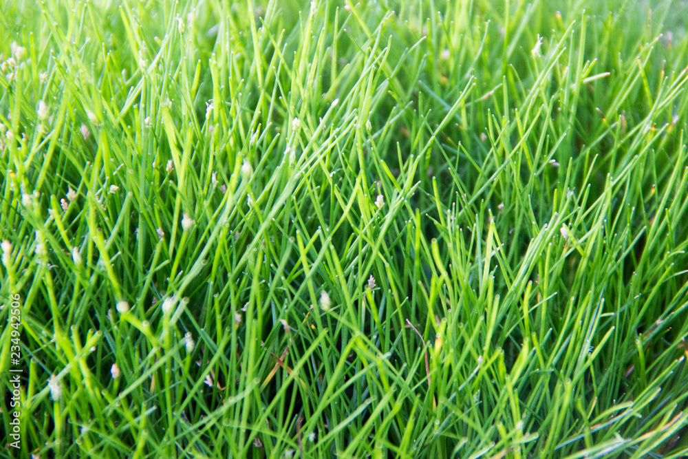 green grass in the sun. grass green background green grass in the sun. grass green background