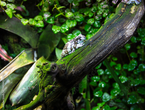 Dendrobates Tincture sits on a branch in its natural habitat.