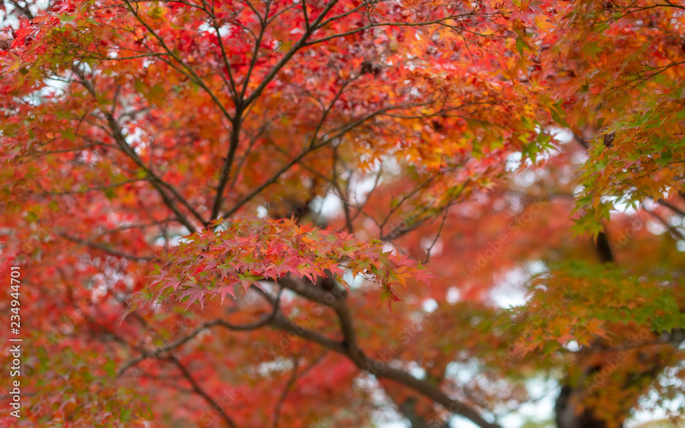 Japanese maple leaves turning red during autumn season.