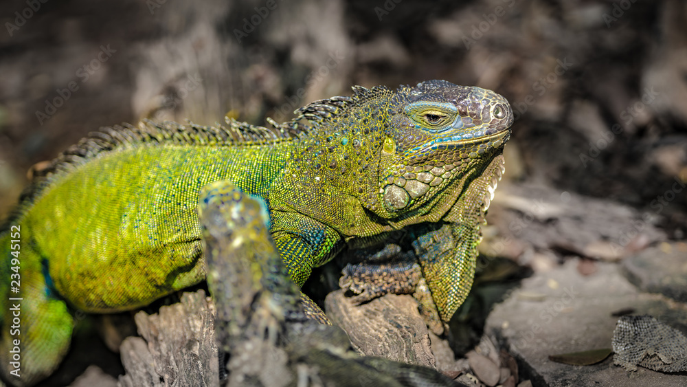 Fototapeta premium Green Iguana Lizard