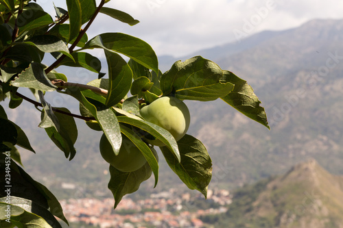 Green unripe persimmon