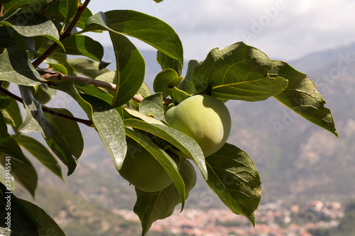 Green unripe persimmon