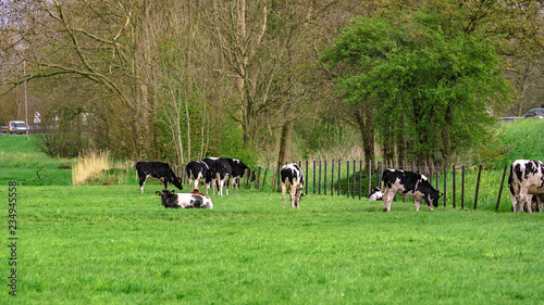 Dairy Cattle Farm