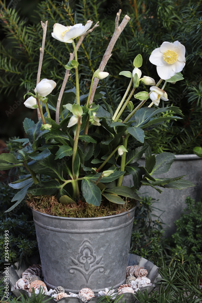helleborus niger in zinc plant pot