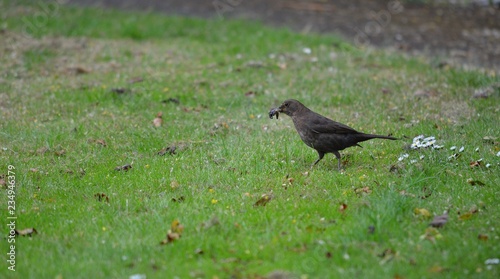 bird on grass