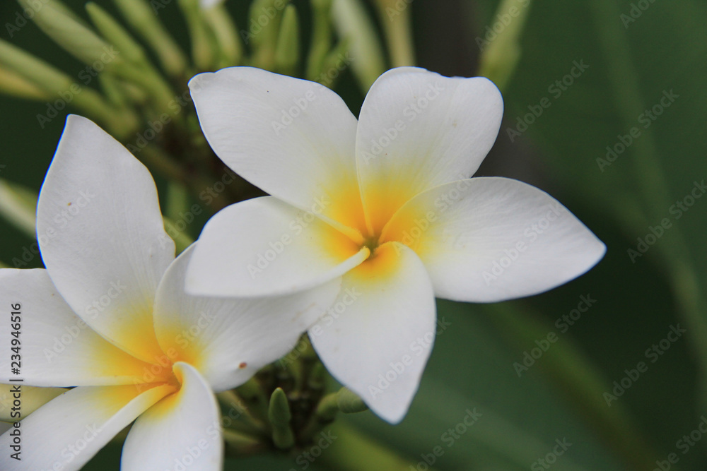 flowers frangipani plumeria flowers frangipani plumeria