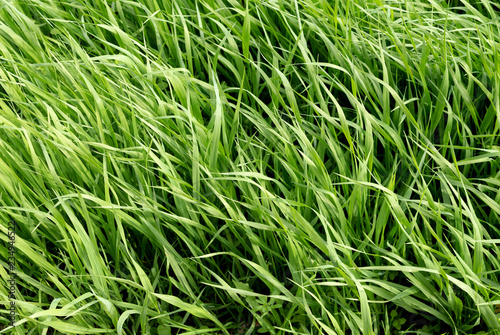 grass with water drops of dew