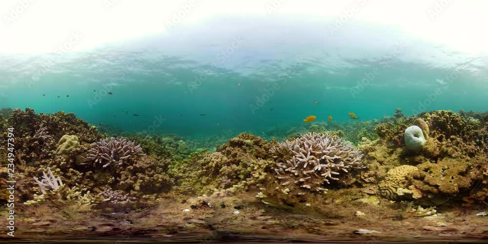 vr360 fish and coral reef at diving. underwater world with coral reef, tropical fish. Hard and soft corals. Indonesia vr360 fish and coral reef at diving. underwater world with coral reef, tropical fish. Hard and soft corals. Indonesia