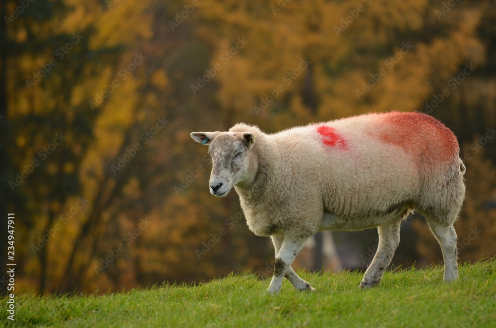 Fototapeta premium sheep in field